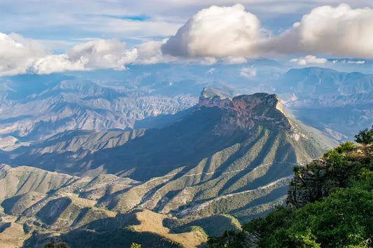 El secreto medicinal de los chichimecas